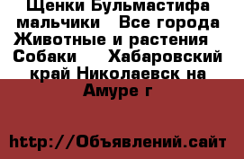 Щенки Бульмастифа мальчики - Все города Животные и растения » Собаки   . Хабаровский край,Николаевск-на-Амуре г.